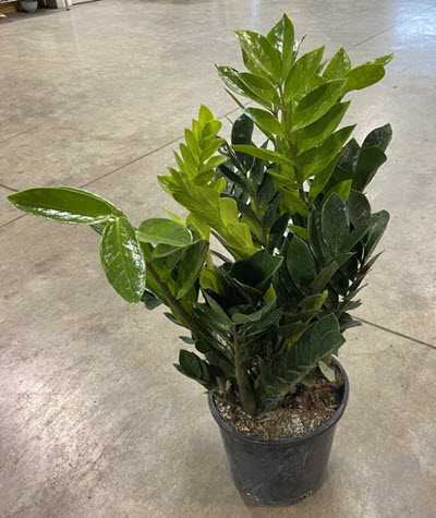 8" Zamiacalcus ZZ
